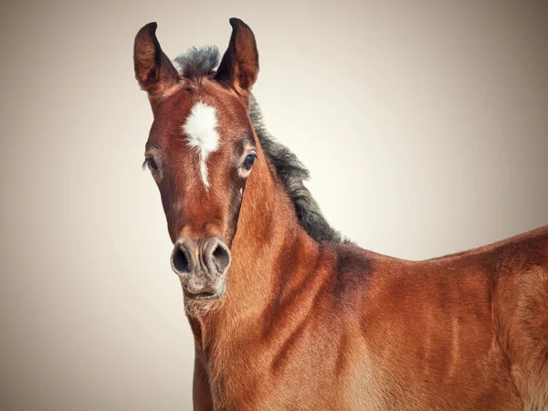 Vakkert, renraset, arabisk lite føll isolert. – stockfoto