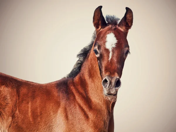 Beautiful purebred arabian little foal isolated — Stock Photo, Image