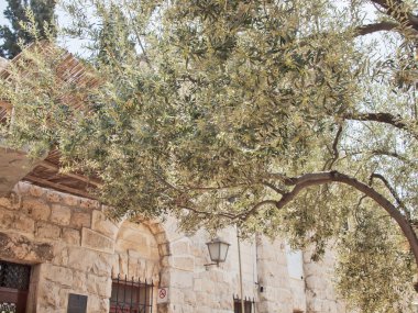 Gethsemane 'nin Kudüs Bahçesi