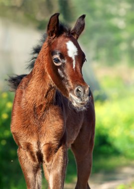 Güzel safkan Arap küçük yavru 