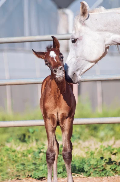 Arabe petit poulain avec maman — Photo