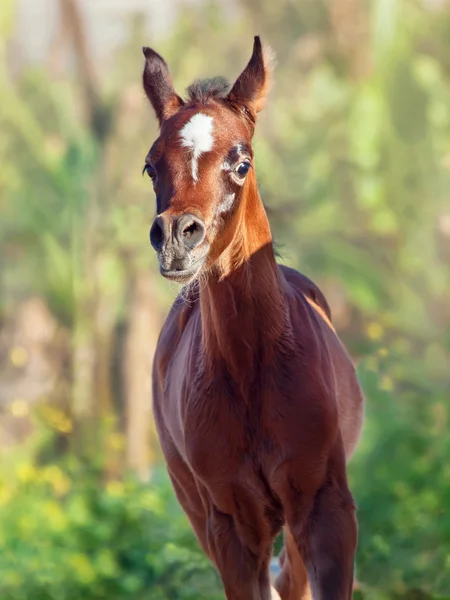 Beautiful purebred arabian little foal in motion — Stock Photo, Image