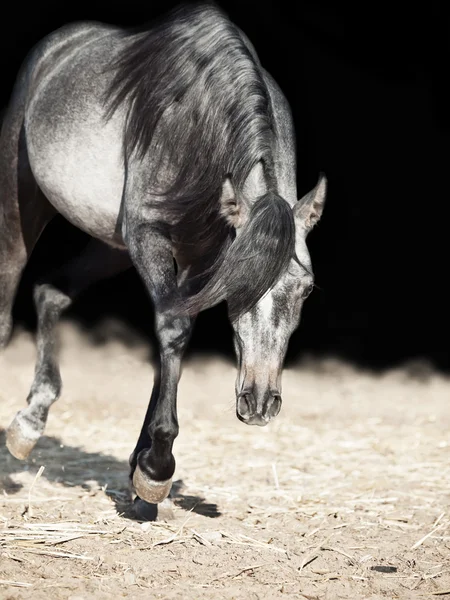 Running young arabian filly isolated  at black — Stock Photo, Image