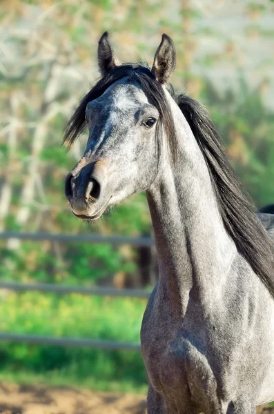 Portrait of young arabian filly — Stock Photo, Image