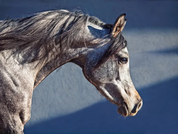 Portrait of young arabian filly in movement — Stock Photo, Image