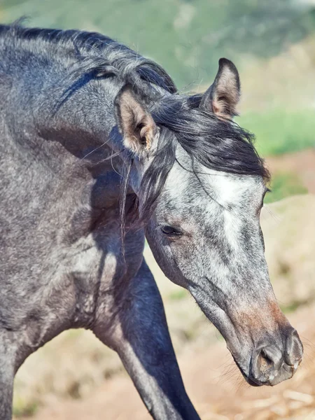 Retrato de jovem árabe filly em movimento — Fotografia de Stock