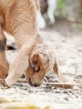 Rock küçük bir çocuk portresi