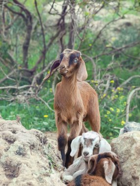 çocuklar özgürlük