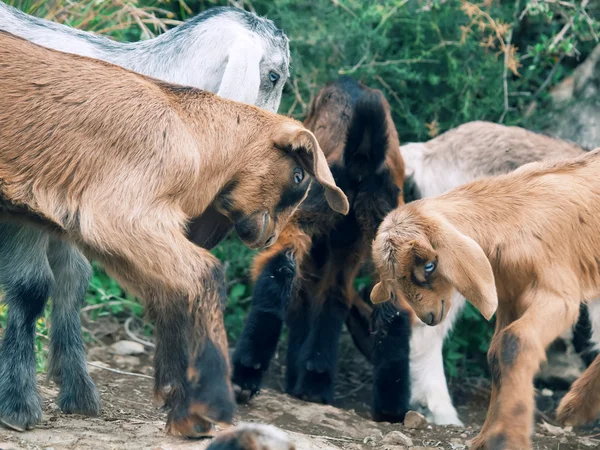 La vita dei bambini piccoli in libertà — Foto Stock