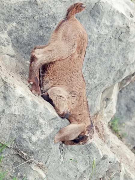 Beiges Kind am Felsen. Freiheit — Stockfoto