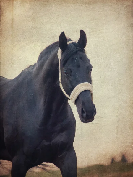 Portret van mooie zwarte paard bij bewolkt avond. kunst afgezwakt — Stockfoto