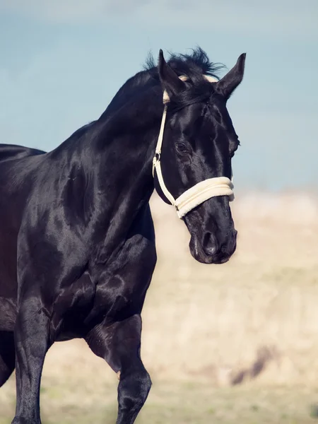 Vackra svarta rasen hingst våren fältet — Stockfoto