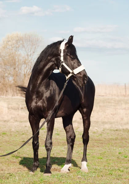 Hermoso semental de raza negra en campo de primavera — Foto de Stock