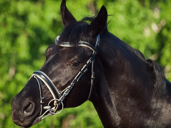 Retrato de belo cavalo de raça negra em movimento. de perto — Fotografia de Stock