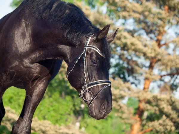 Portrait de beau cheval de race noire dans une belle bride — Photo