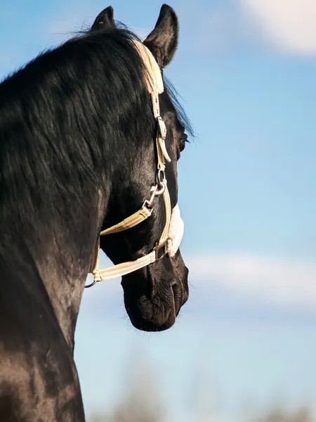 Ritratto di bellissimo stallone di razza nera. vicino — Foto Stock