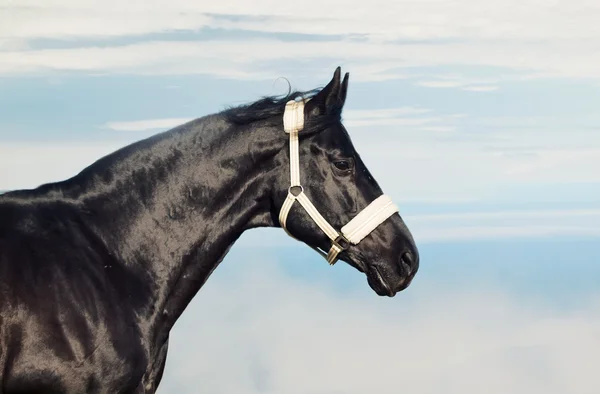 Πορτρέτο του όμορφο μαύρο stallion στο φόντο του ουρανού μπλε — Φωτογραφία Αρχείου