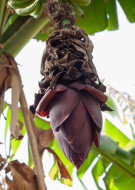 muz bitki meyve doğada büyüyen ile