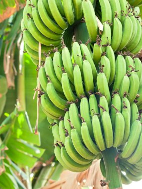 Genç yeşil muz ağacı dalı