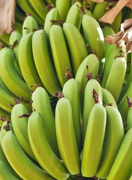 Un gran manojo de plátanos verdes en una plantación en Israel —  Fotos de Stock