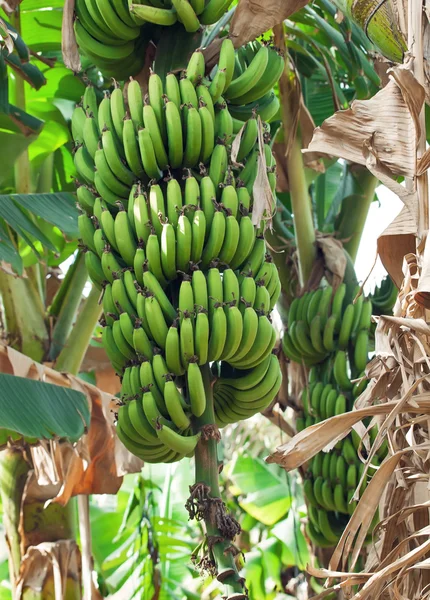 바나나 농장 — 스톡 사진