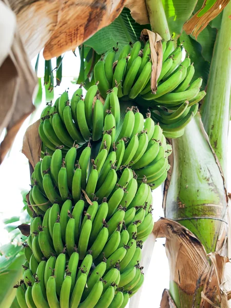 이스라엘에 있는 재배 지에 녹색 바나나의 큰 무리 — 스톡 사진