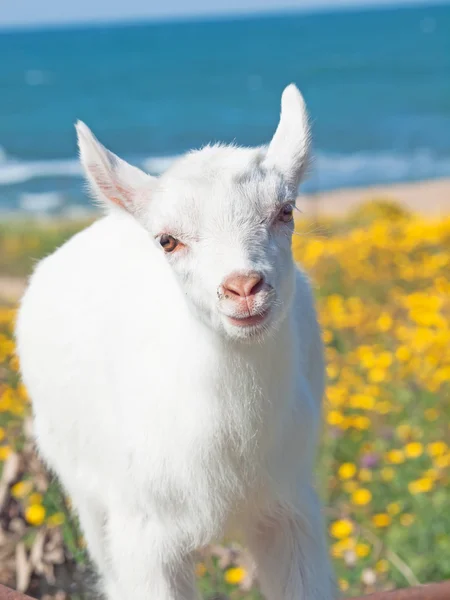 Little white  goat baby — Stock Photo, Image