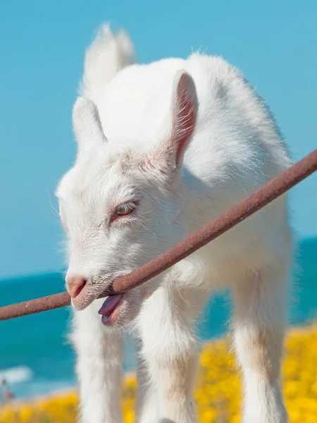 Małe dziecko koza biała — Zdjęcie stockowe