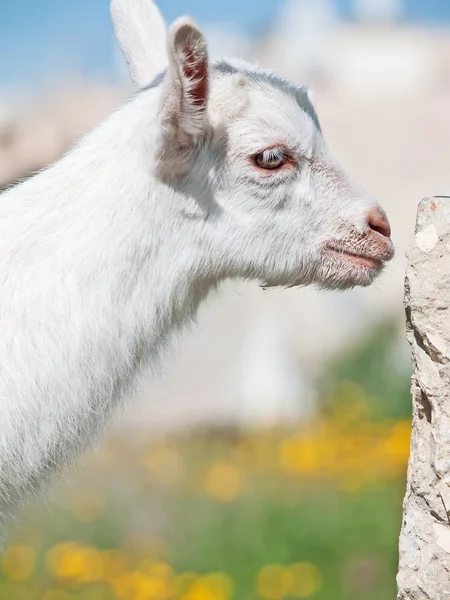 Portrét bílá koza — Stock fotografie