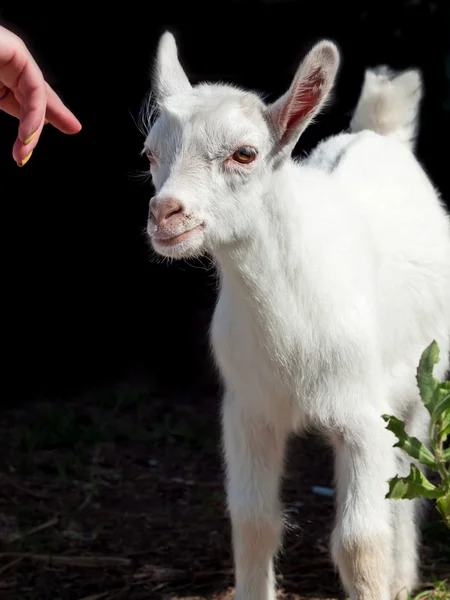 Little white  goat baby at black background — Stock Photo, Image