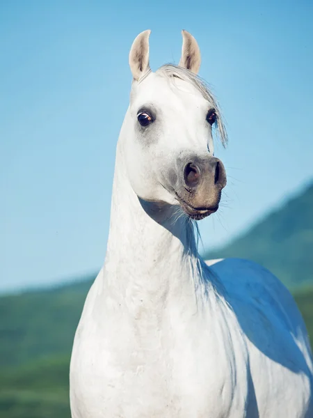 Portret van witte mooie Arabische hengst — Stockfoto