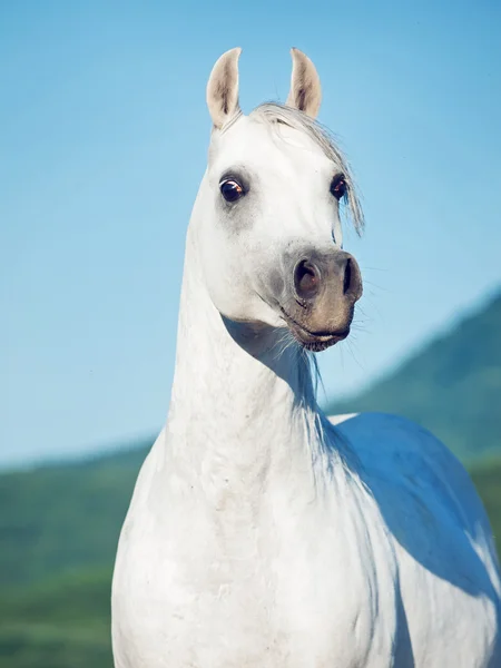 Portrait of white beautiful arabian stallion — Stock Photo, Image