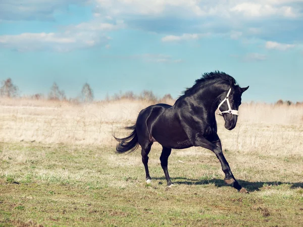 Running beautiful black breed stallion in spring field — Stock Photo, Image