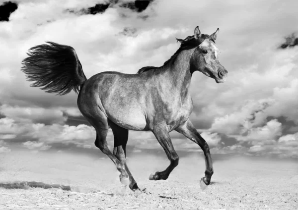 Arabian horse runs gallop — Stock Photo, Image