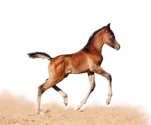 Potro pequeno cavalo executado trote isolado no branco — Fotografia de Stock