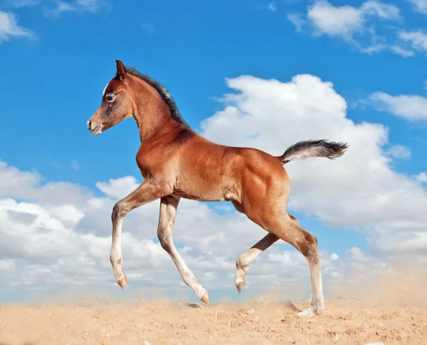 Potro pequeno cavalo executado trote isolado no branco — Fotografia de Stock