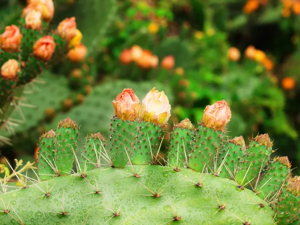 Prickly pear plant (cactus) in blossom after rain — Stock Photo, Image