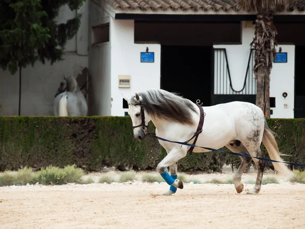 Caballo palangre — Foto de Stock