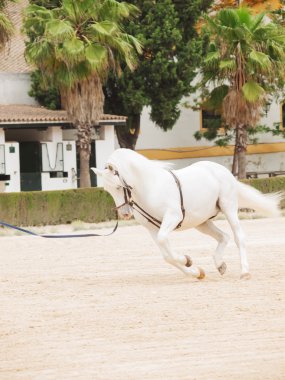 entrenamiento caballo blanco en longe. andalisia, España