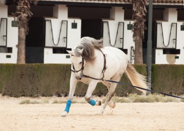 entrenamiento caballo blanco en longe. andalisia, España