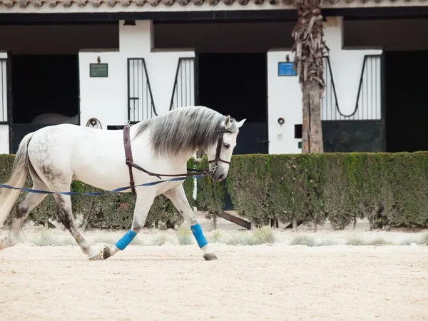 Caballo blanco alargado. Andalisia, España — Foto de Stock