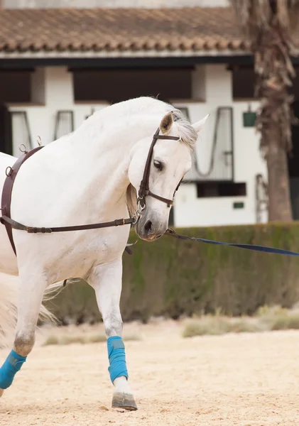 Entrenando a caballo blanco en Longe. Andalisia, España — Foto de Stock