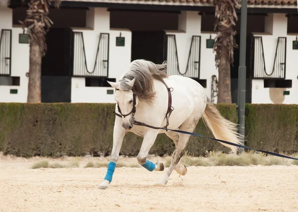 Entrenamiento caballo blanco en longe. andalisia, España — Stok fotoğraf