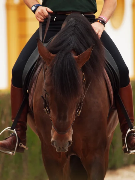 Koń z rider. Hiszpania, andalisia — Zdjęcie stockowe