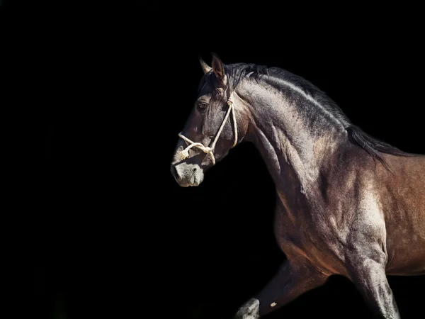 Running Andalusian stallion.  isolated at black — Stock Photo, Image