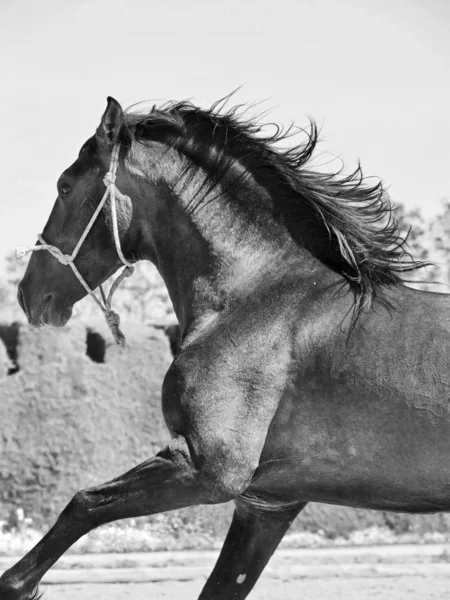 Correndo garanhão andaluz — Fotografia de Stock