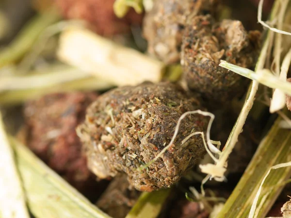 Kräuter hochwertiges Müsli für Pferd. Makro — Stockfoto