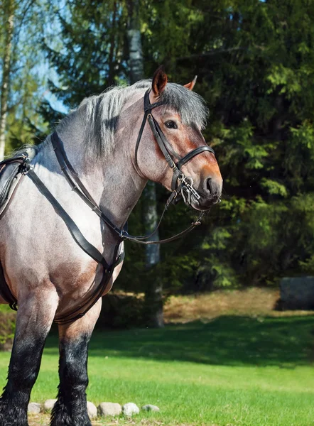Portret van Belgisch trekpaard. — Stockfoto