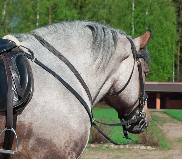 Retrato de caballo de tiro belga . — Foto de Stock