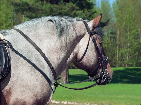 Retrato de caballo de tiro belga . — Foto de Stock